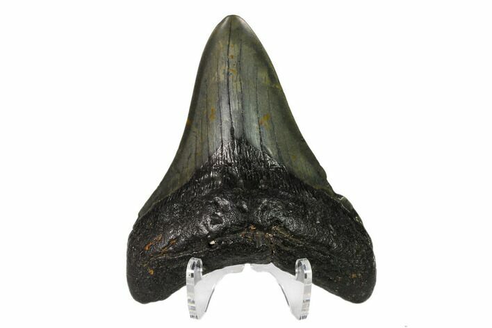Fossil Megalodon Tooth - North Carolina #146990